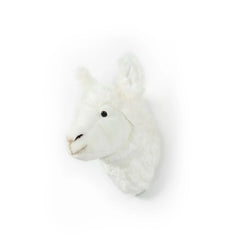 A Llama Lily – Wild & Soft