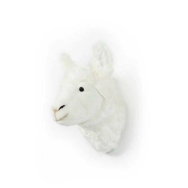 A Llama Lily – Wild & Soft